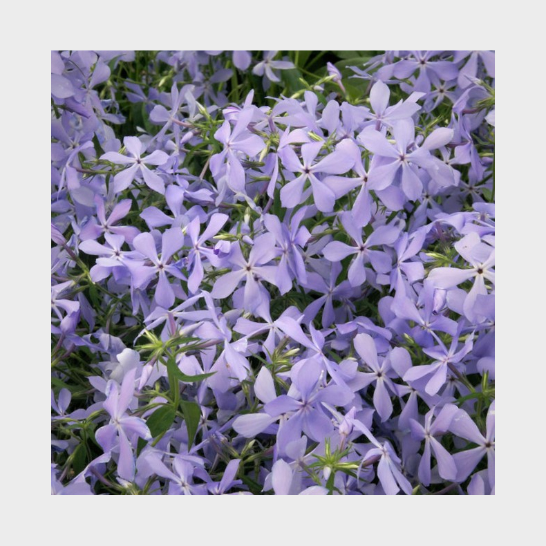 Phlox divaricata Clouds of Perfume - V�rfloks