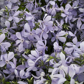 Phlox divaricata Clouds of Perfume - V�rfloks