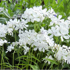Phlox divaricata May Breeze - V�rfloks
