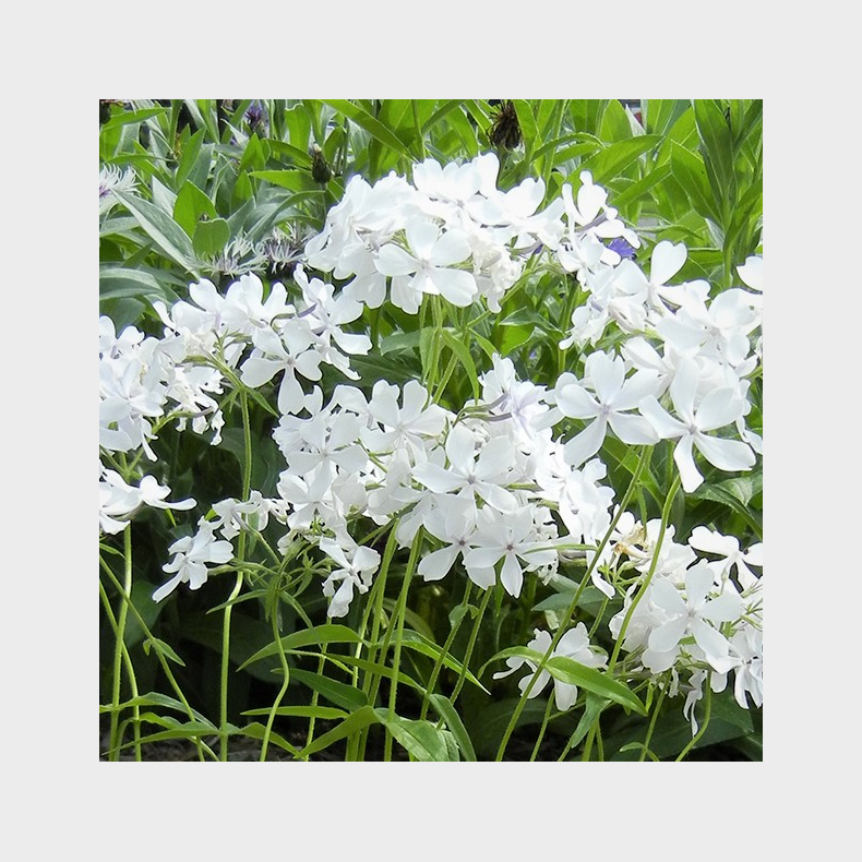 Phlox divaricata May Breeze - V�rfloks