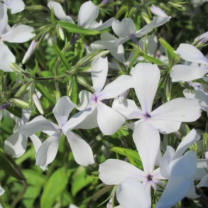 Phlox divaricata White Perfume - V�rfloks