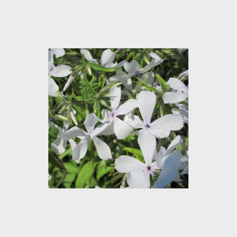 Phlox divaricata White Perfume - V�rfloks