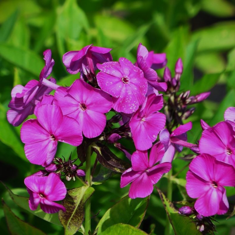 Phlox hybrida Famous Purple - Floks