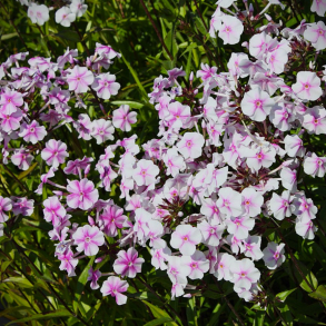 Phlox maculata Delta - Floks