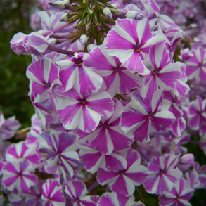 Phlox maculata Natascha - Floks 1L