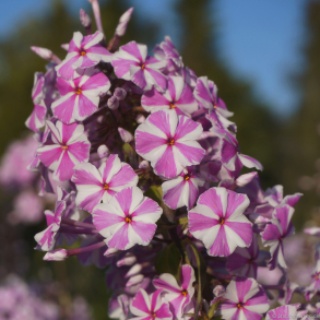 Phlox maculata Natascha - Floks 1L