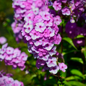 Phlox maculata Rosalinde - Floks