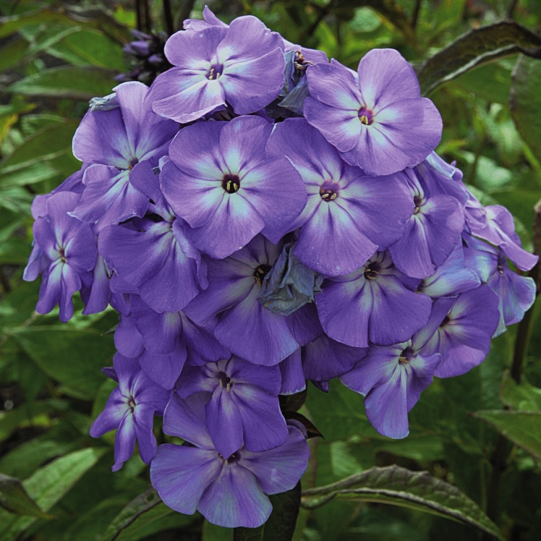 Phlox paniculata  Blue Boy - H�stfloks 