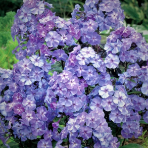 Phlox paniculata  Blue Boy - H�stfloks 1L