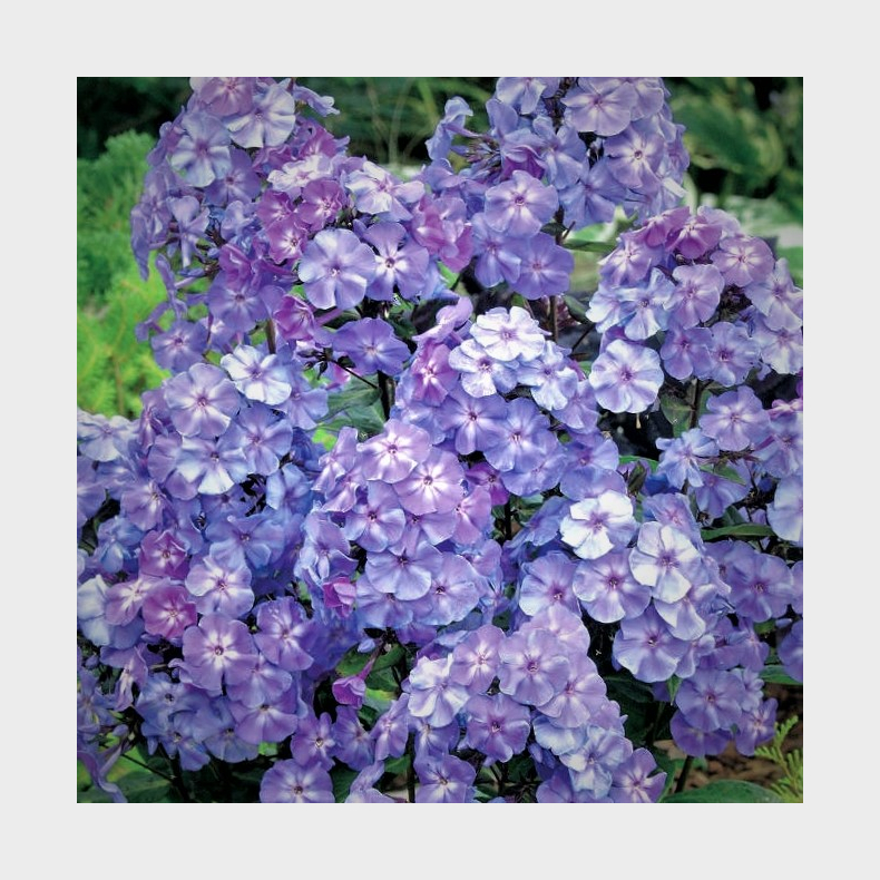 Phlox paniculata  Blue Boy - Hstfloks