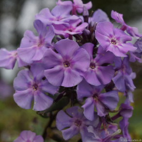 Phlox paniculata  Blue Boy - H�stfloks 1L