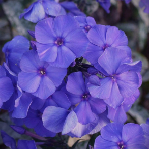Phlox paniculata Blue Paradise - H�stfloks 1L