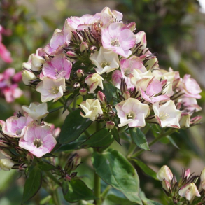 Phlox paniculata Bold And Beautiful - H�stfloks