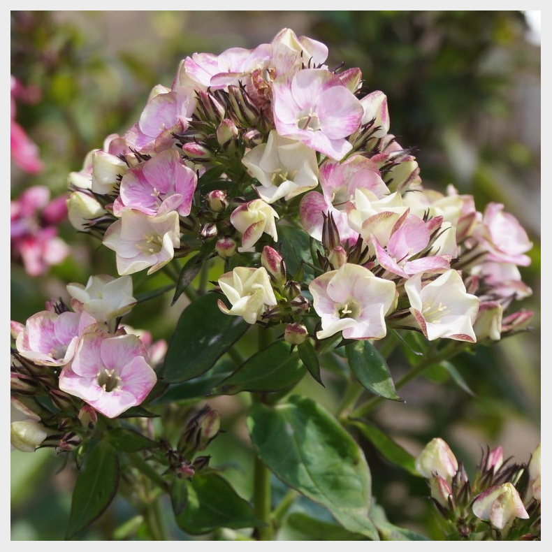 Phlox paniculata Bold And Beautiful - H�stfloks