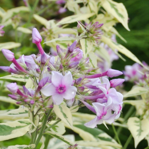 Phlox paniculata Creme de Menthe - H�stfloks