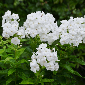 Phlox paniculata David - H�stfloks