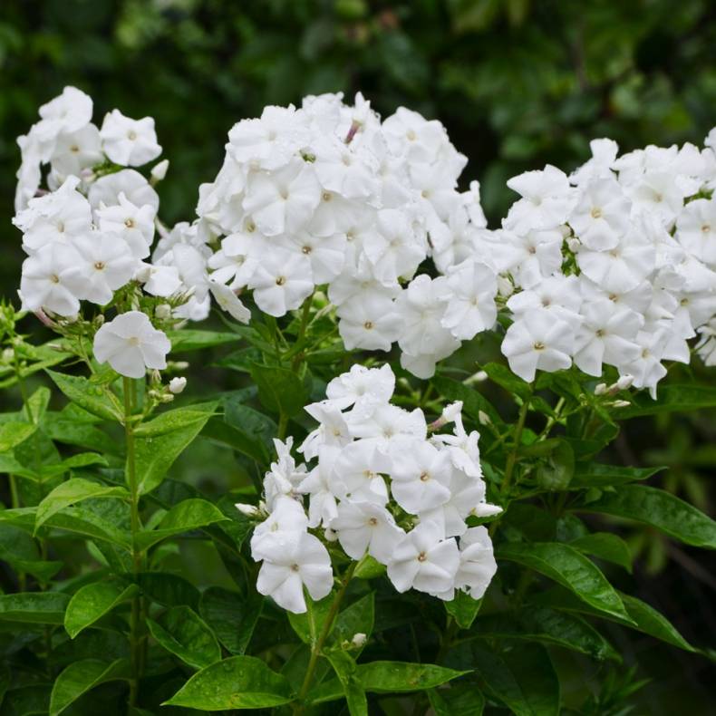 Phlox paniculata David - H�stfloks
