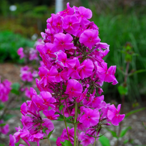 Phlox paniculata Erfurt - Hstfloks