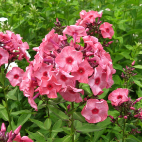 Phlox paniculata Fairytale of the Ural - H�stfloks 1L