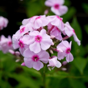 Phlox paniculata Fairytale of the Ural - H�stfloks 1L