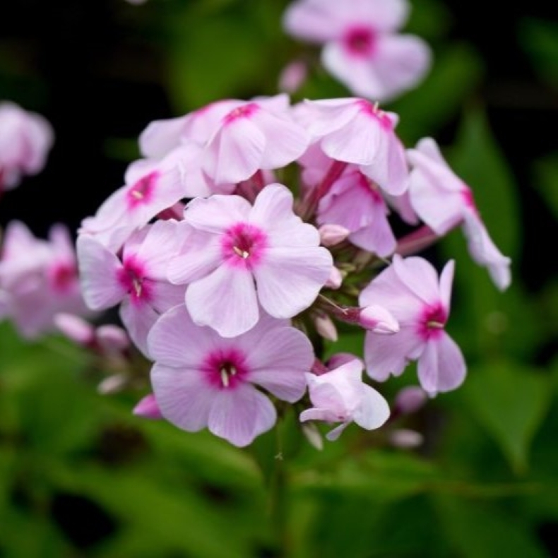 Phlox paniculata Fairytale of the Ural - H�stfloks 1L