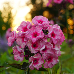 Phlox paniculata Fairytale of the Ural - H�stfloks 1L