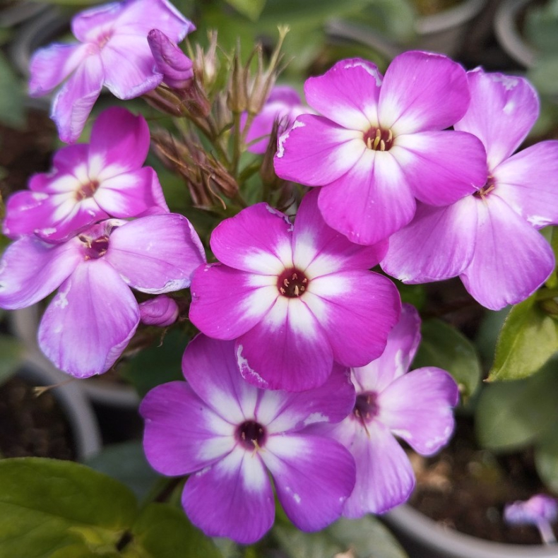 Phlox paniculata Flame Pro Purple - Hstfloks