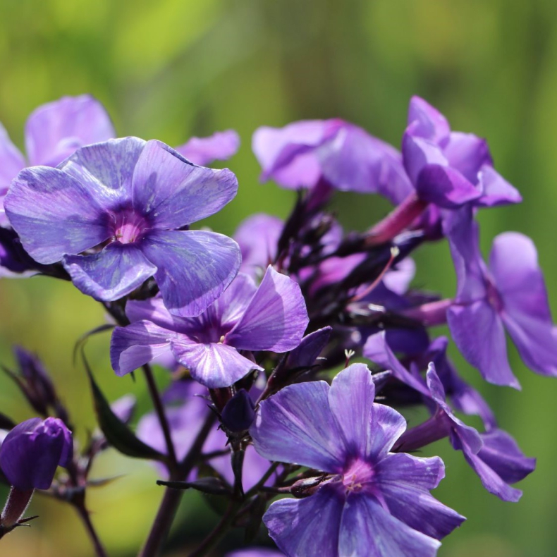 Phlox paniculata Freckle Blue Shades - H�stfloks