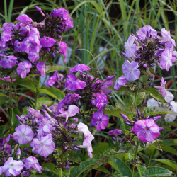 Phlox paniculata Freckle Blue Shades - H�stfloks