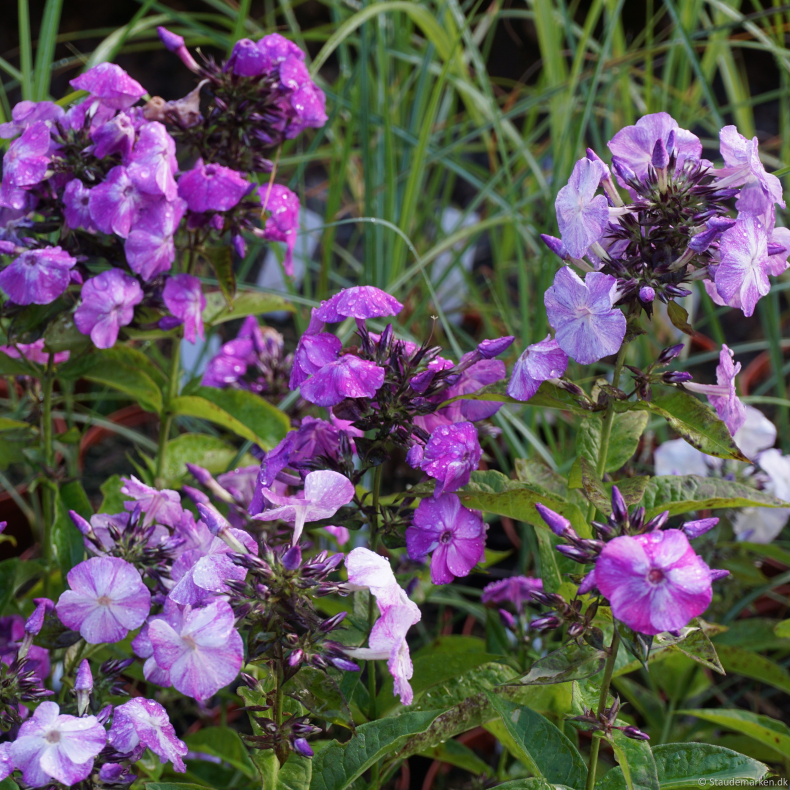 Phlox paniculata Freckle Blue Shades - H�stfloks