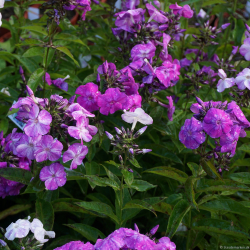 Phlox paniculata Freckle Blue Shades - H�stfloks