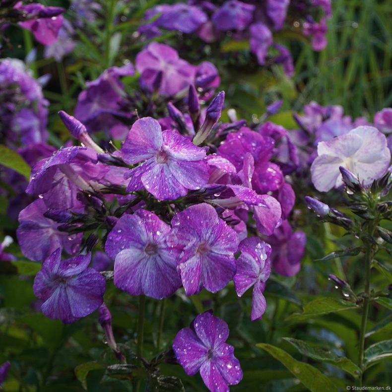 Phlox paniculata Freckle Blue Shades - H�stfloks