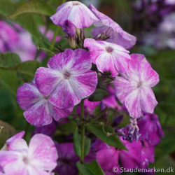 Phlox paniculata Freckle Blue Shades - H�stfloks