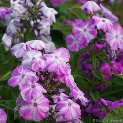 Phlox paniculata Freckle Blue Shades - H�stfloks