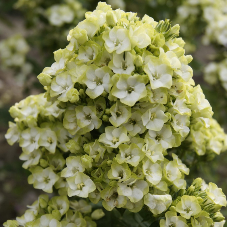 Phlox paniculata Green Expectation - H�stfloks