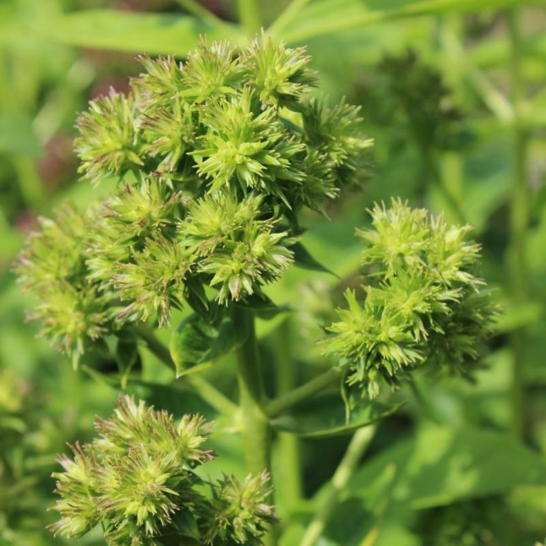 Phlox paniculata Green Lady - H�stfloks