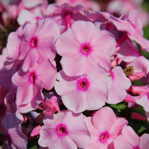Phlox paniculata Herbstwalzer - H�stfloks 1L