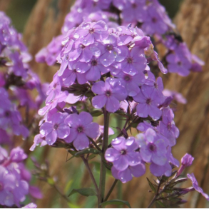 Phlox paniculata Hesperis - H�stfloks