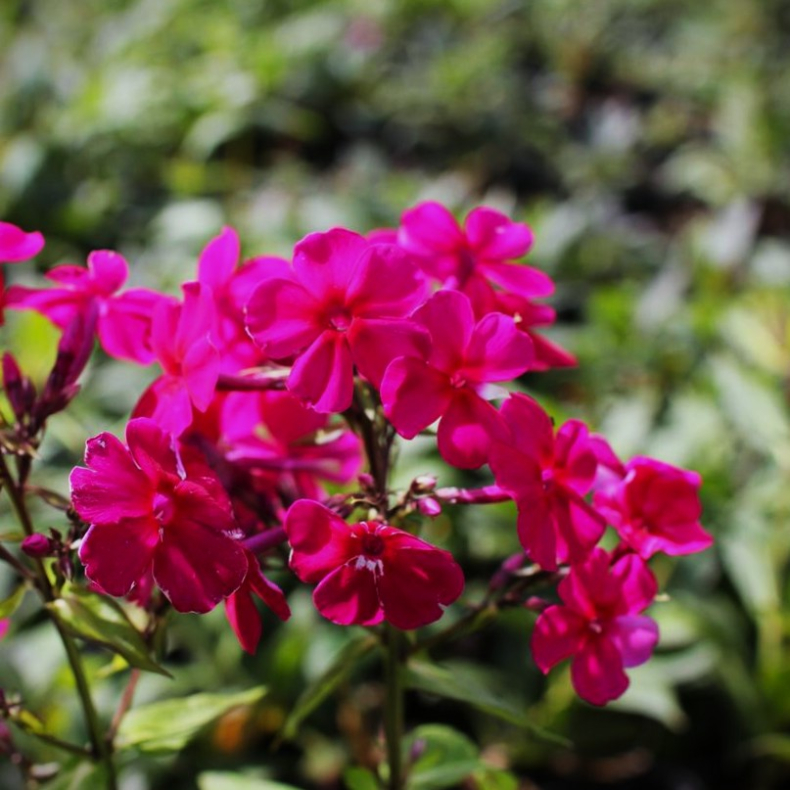 Phlox paniculata Kirchenfurst - H�stfloks