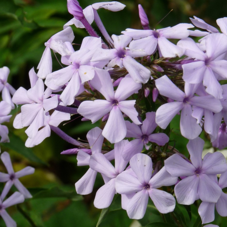 Phlox paniculata Lavendelwolke - H�stfloks