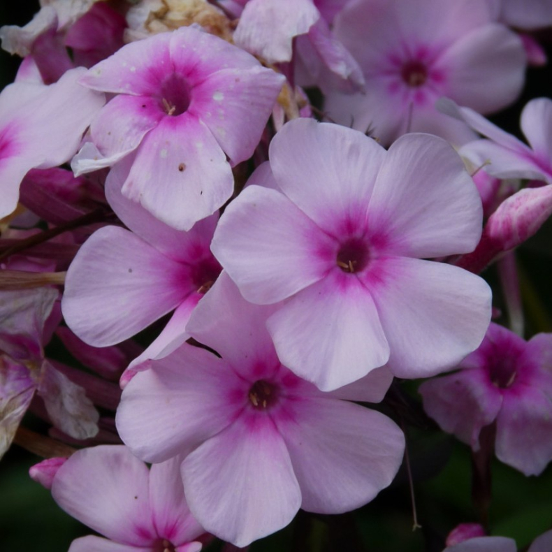 Phlox paniculata Mies Copijn - H�stfloks 1L