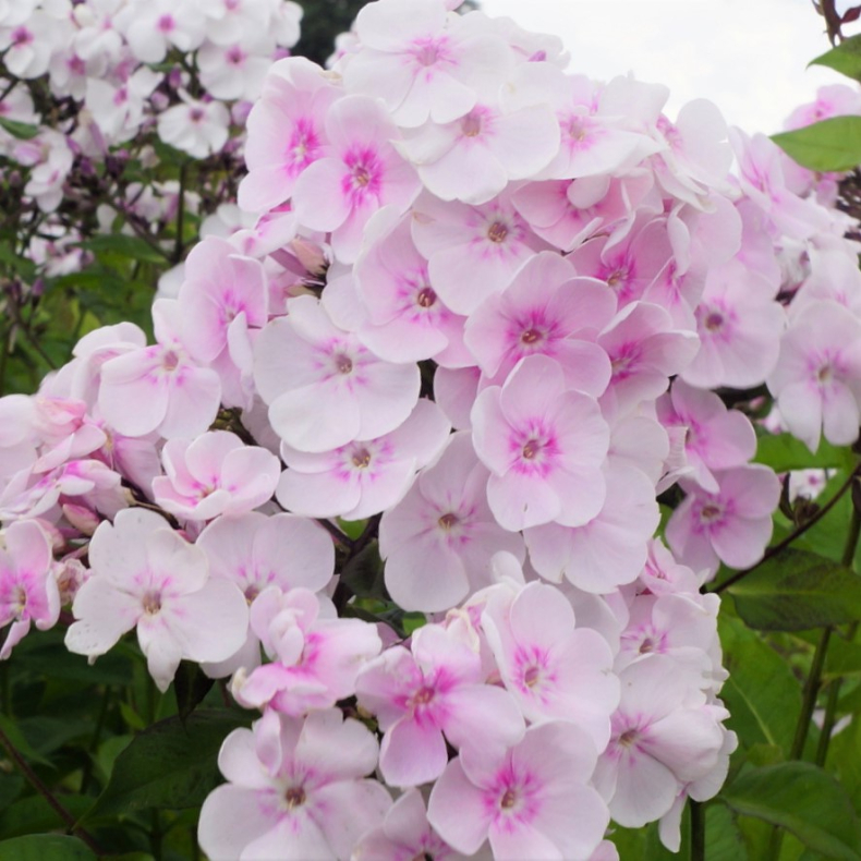 Phlox paniculata Monica Lynden-Bell - H�stfloks 1L