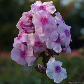 Phlox paniculata Monica Lynden-Bell - H�stfloks 1L
