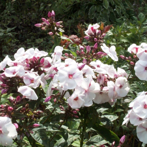 Phlox paniculata Mother of Pearl - H�stfloks