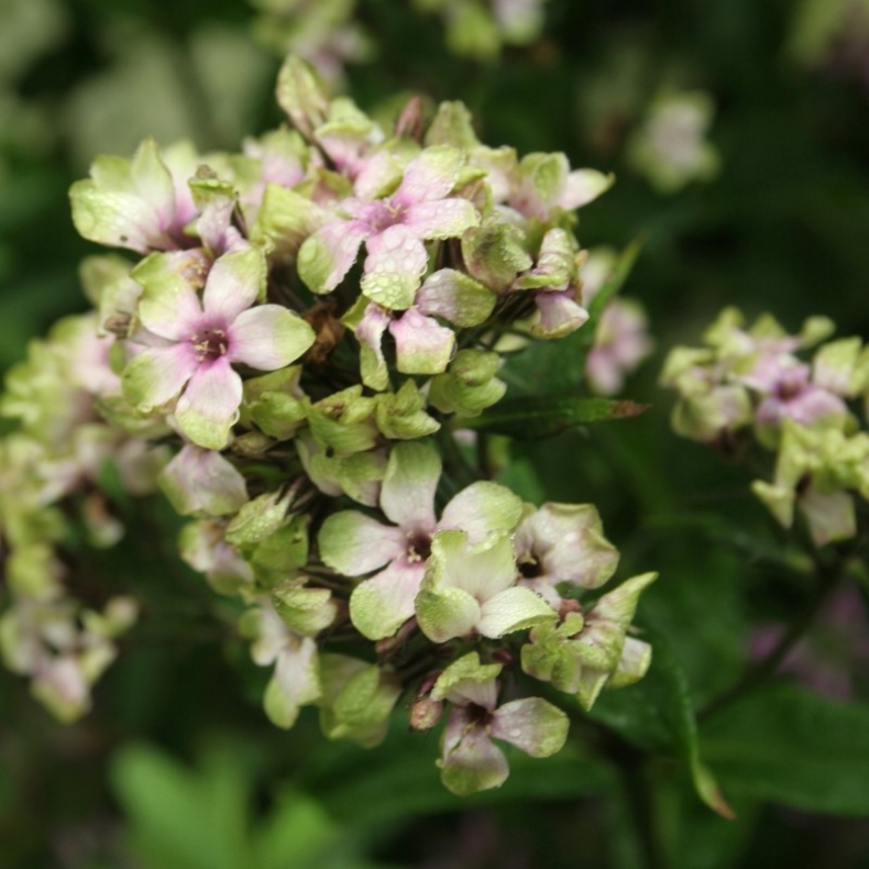 Phlox paniculata Mystique Green - H�stfloks