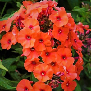 Phlox paniculata Orange Perfection - H�stfloks