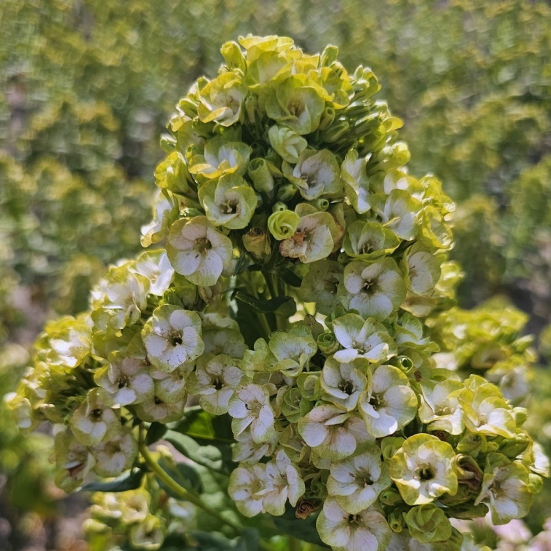 Phlox paniculata Orchid Green - H�stfloks