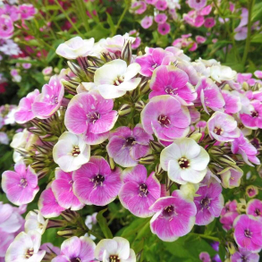 Phlox paniculata Orchid Yellow - H�stfloks 1L