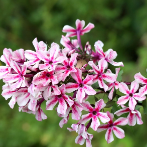 Phlox paniculata Palmyra - H�stfloks