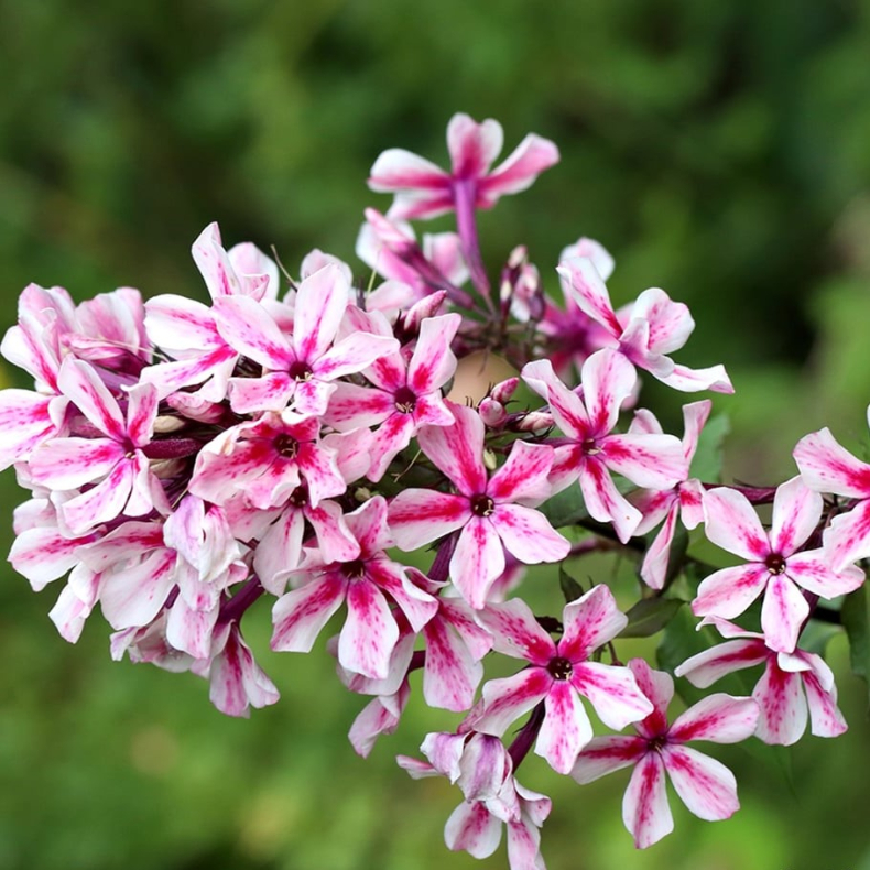 Phlox paniculata Palmyra - H�stfloks